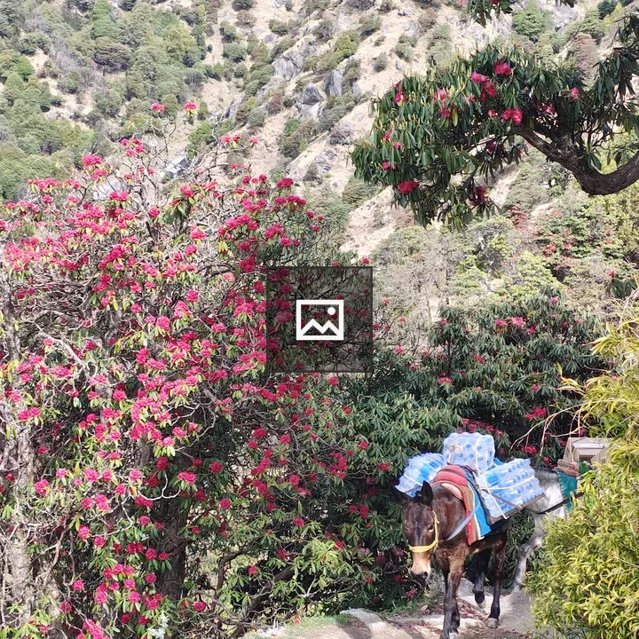 Mule on Mountain Path