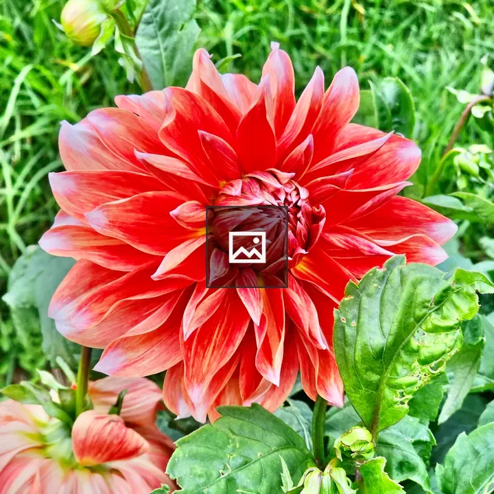 Orange Dahlia Flowers