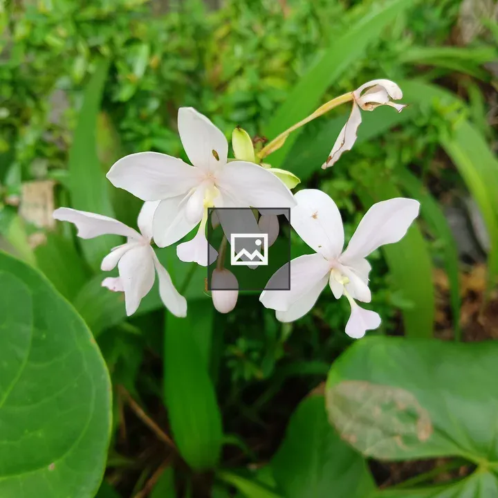 Impatiens gordonii closeup
