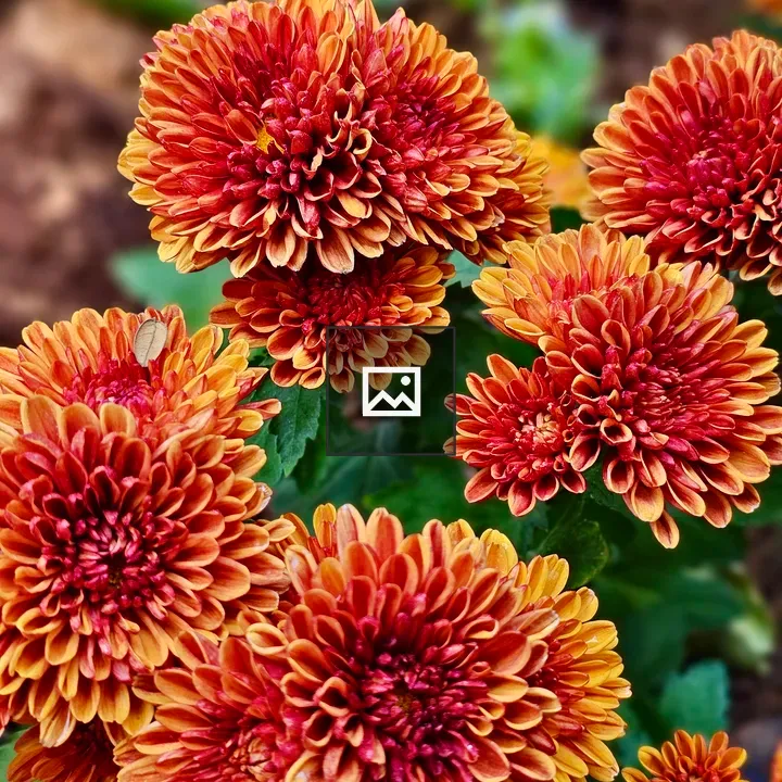 Chrysanthemums in Kamala Nehru Park