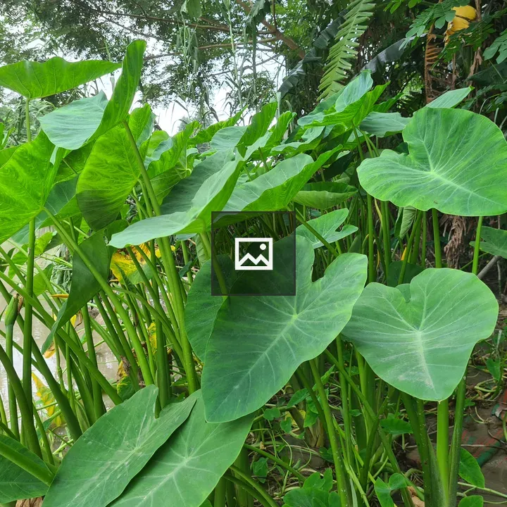 Taro Plant by the River