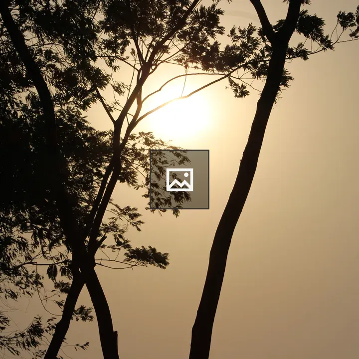 Silhouetted Tree Branches at Sunset