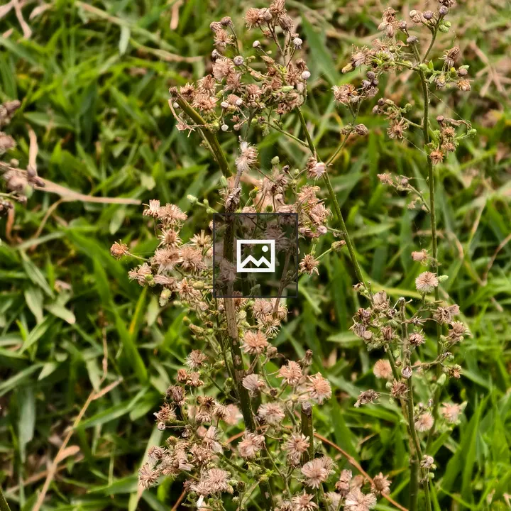 Cluster of dry brown flowers