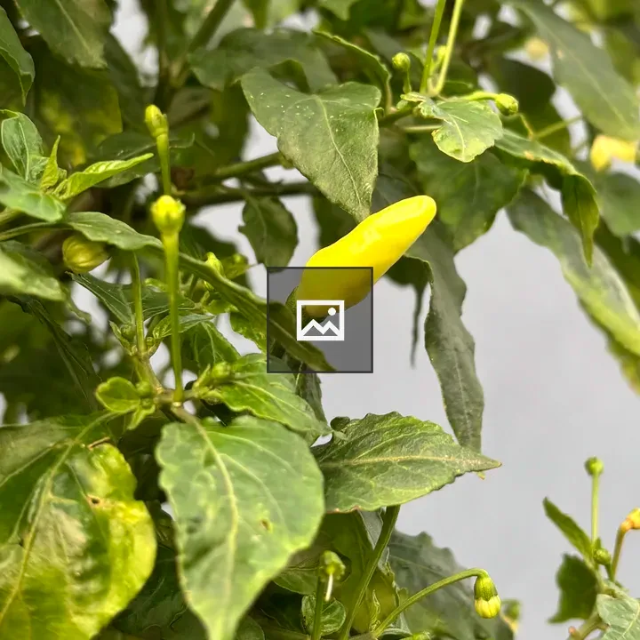 Yellow chili pepper close-up