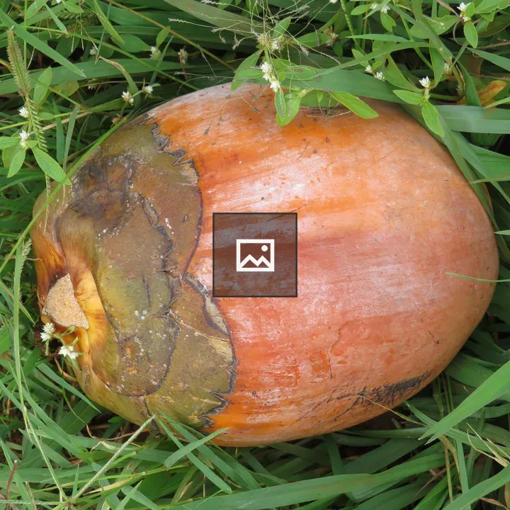Coconut in Grass