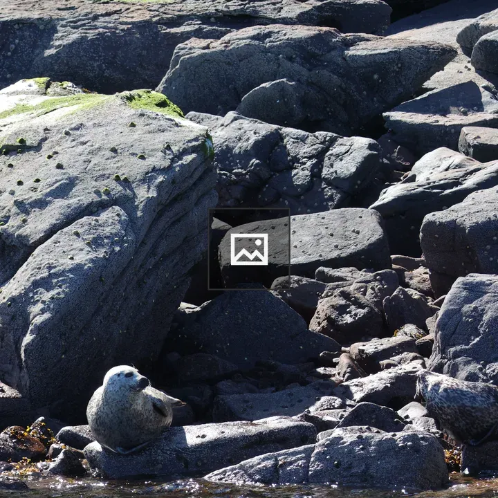Seals sunbathing on rocks