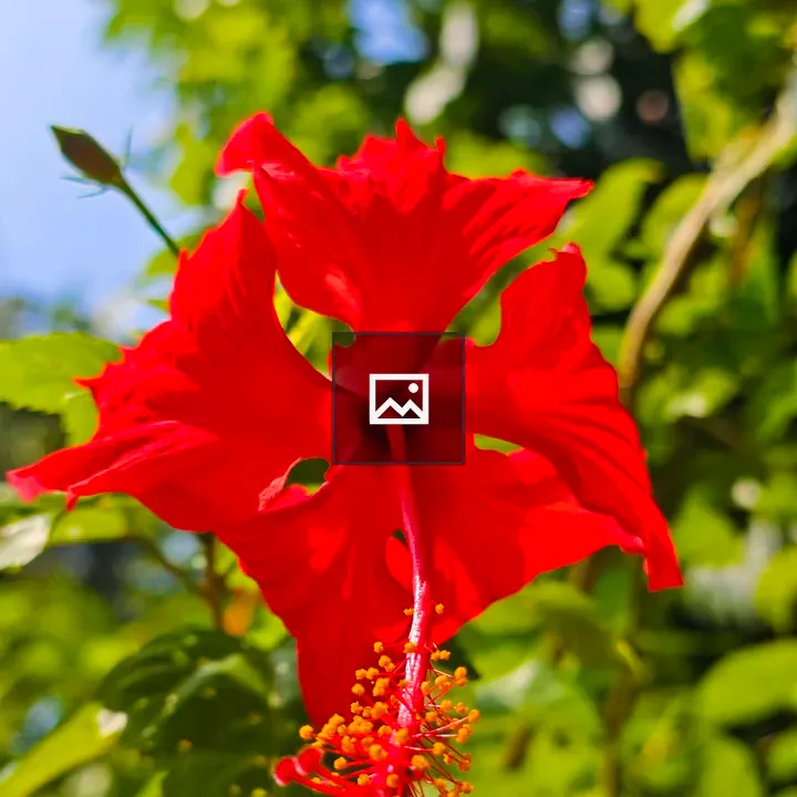 Lovely hibiscus bloom