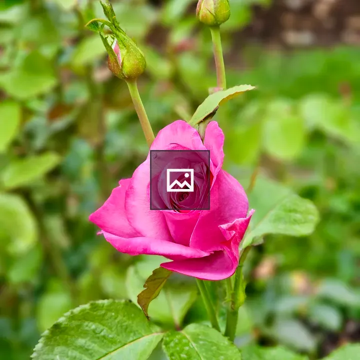 Pink rose bud and green buds