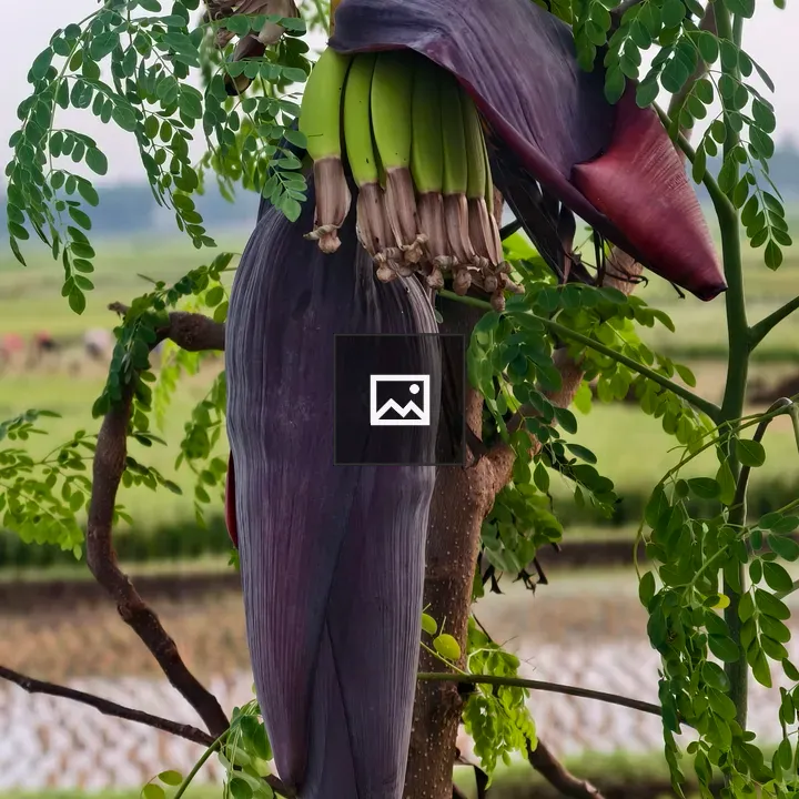Purple Banana Heart Close-up