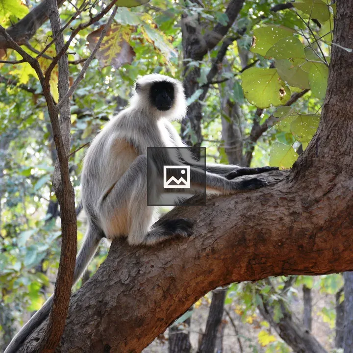 Sacred langur in Gir National Park