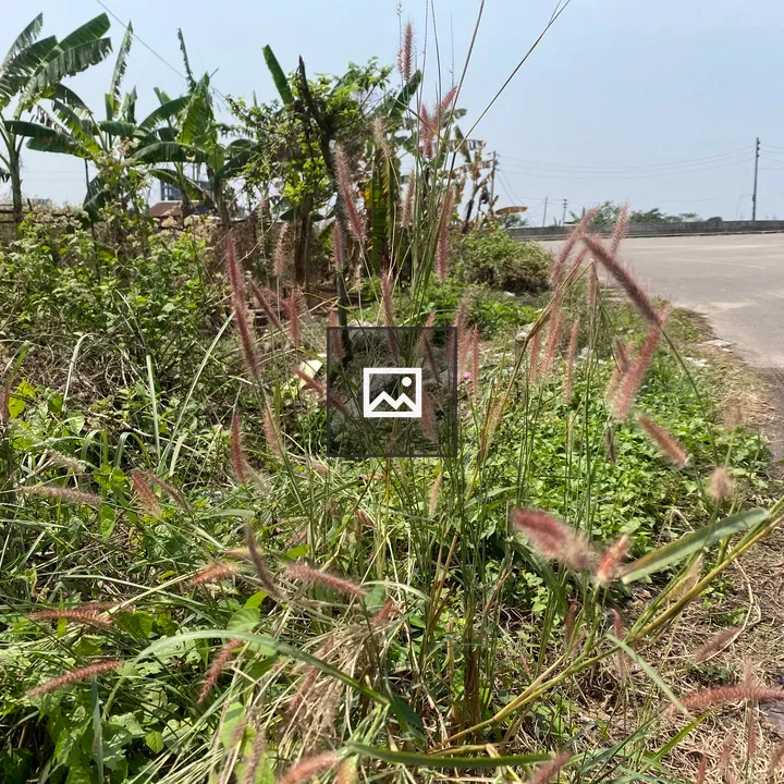 Tall grass with feathery pink tips