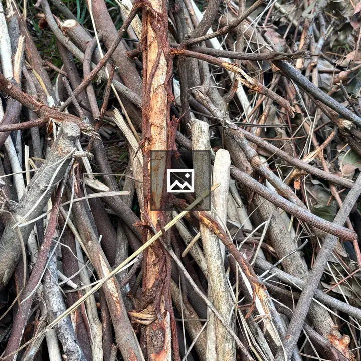 Close-up of Twigs on Ground