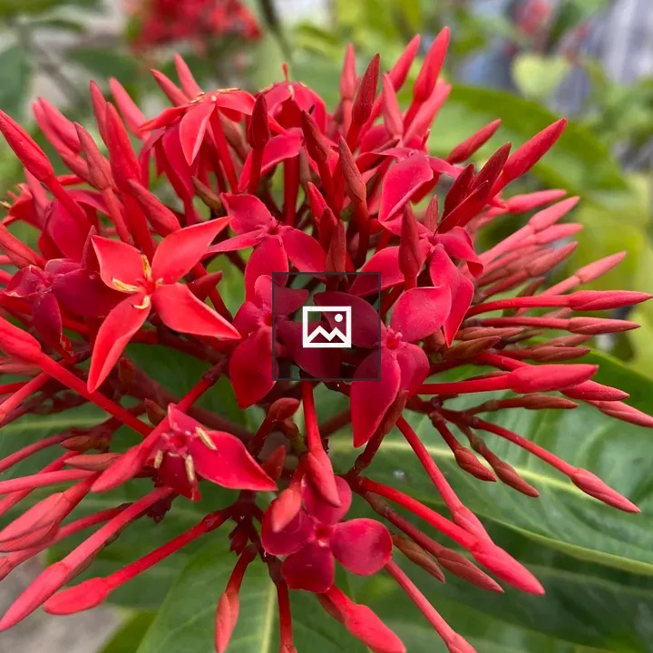 Close-up Ixora Flowers