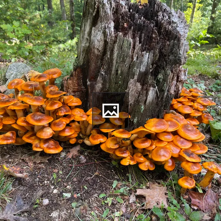 Mushrooms Around a Stump