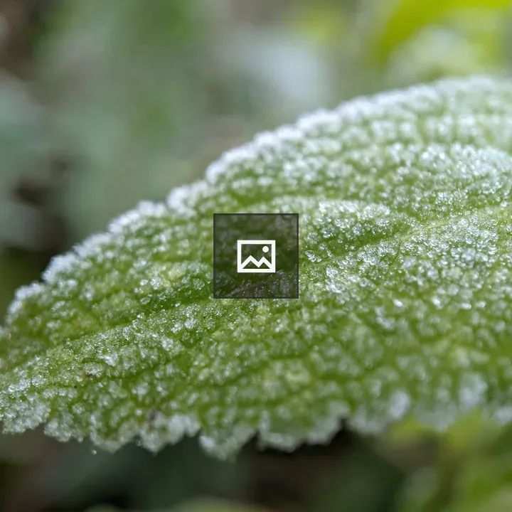 Frost on a leaf