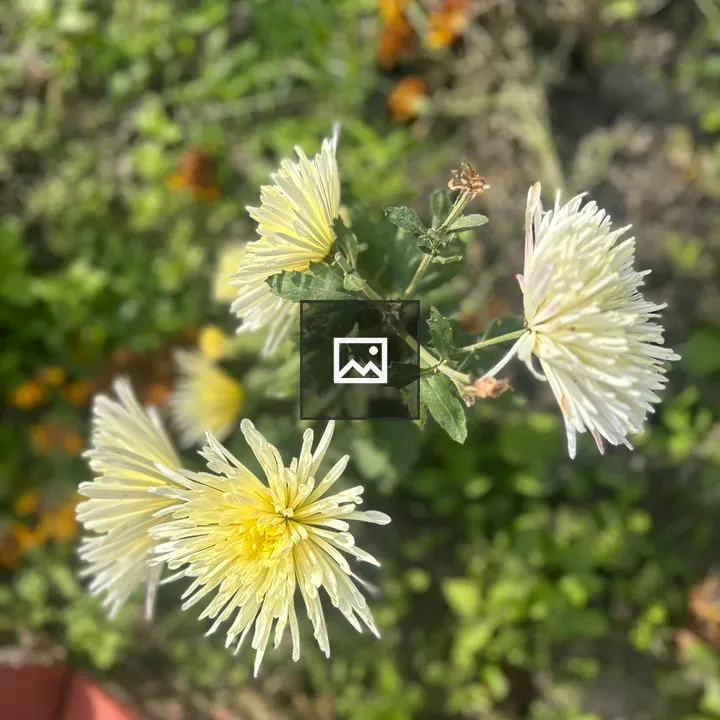 White Flower in Sunlight