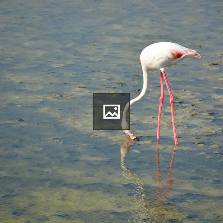 Greater flamingo feeding attempt