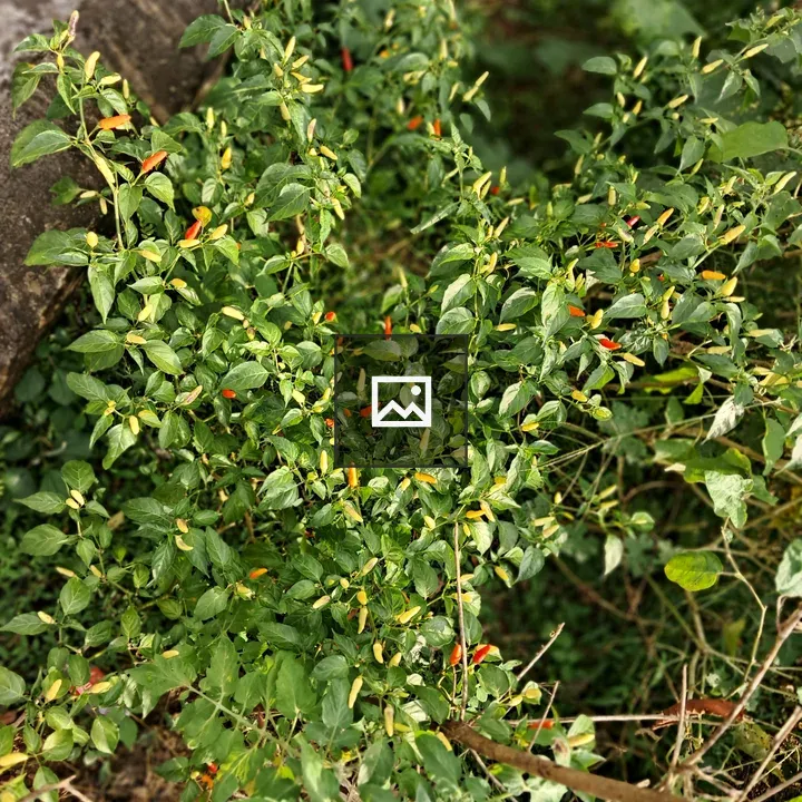 Chili peppers on green plant