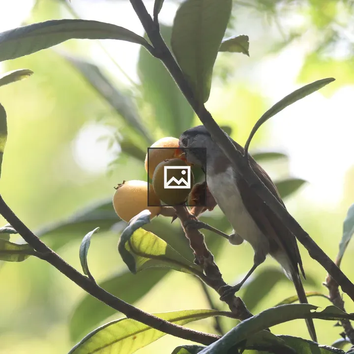 Grey-headed Parrotbill on Loquat