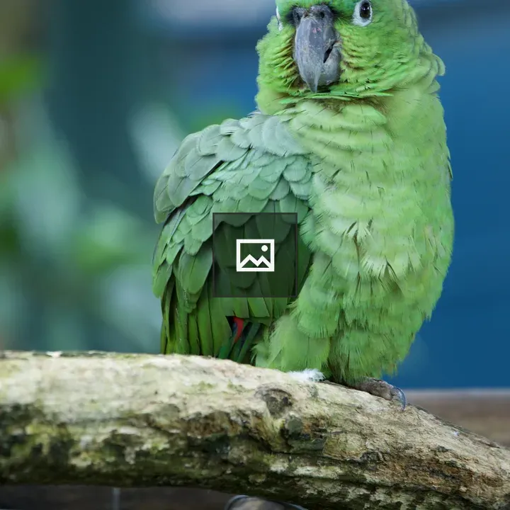 Green parakeet on branch