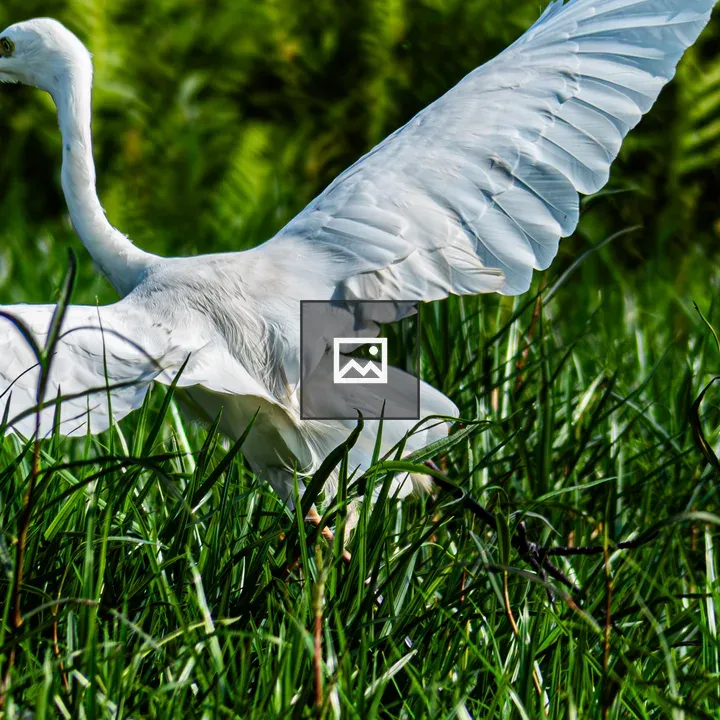 White cattle egret taking off