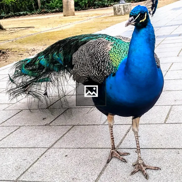 Blue peacock on walkway