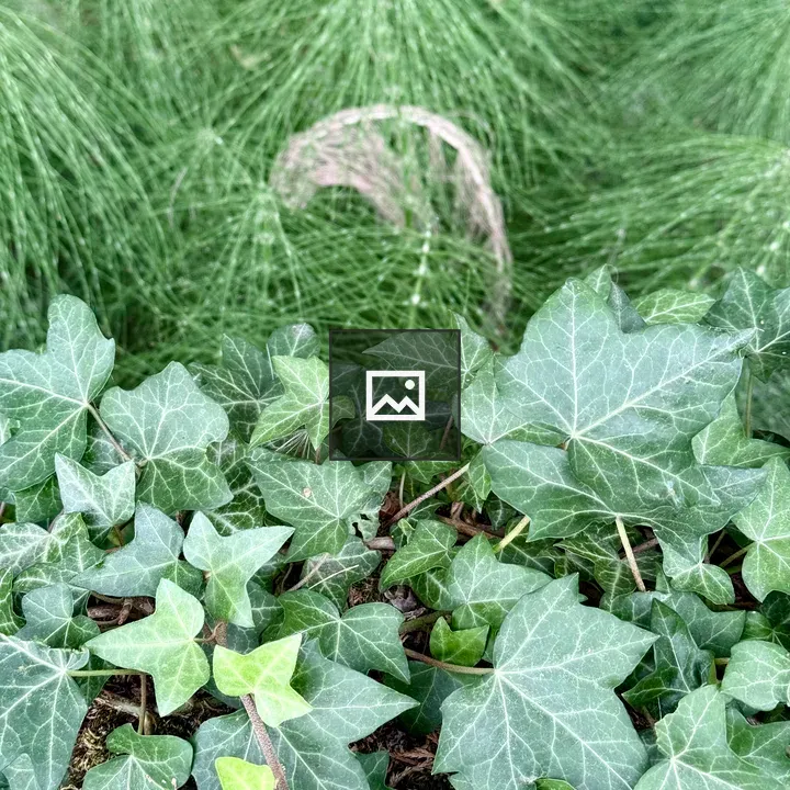 Green ivy over mossy ground