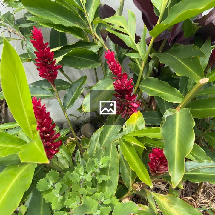 Bright red tropical flowers