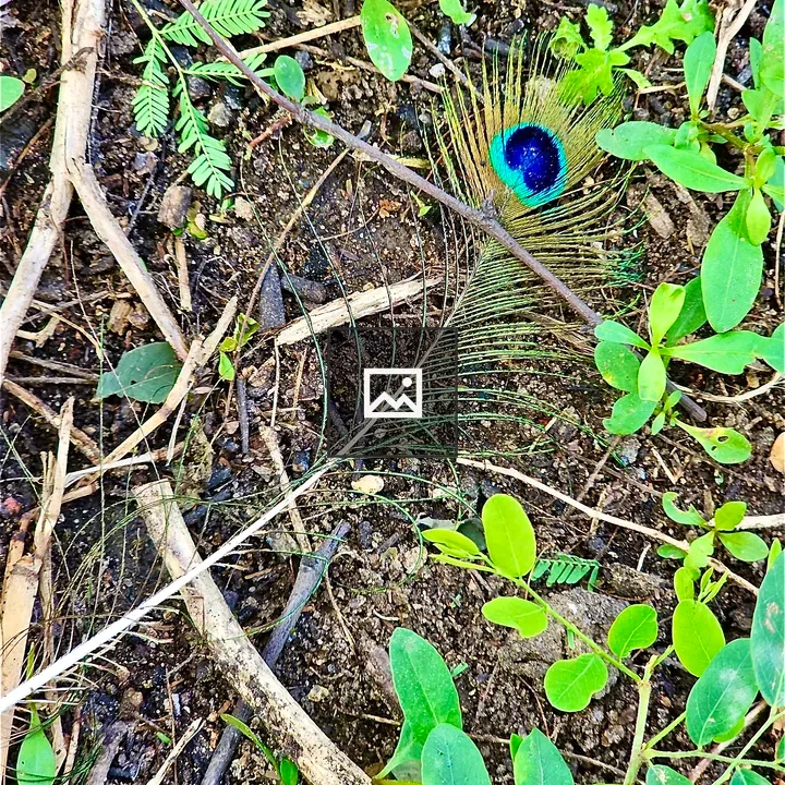 Fallen peacock feather