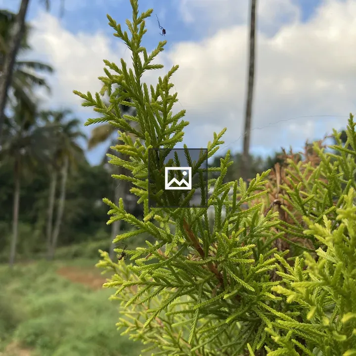 Bermuda cedar branch
