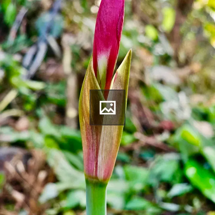 Amaryllis flower bud