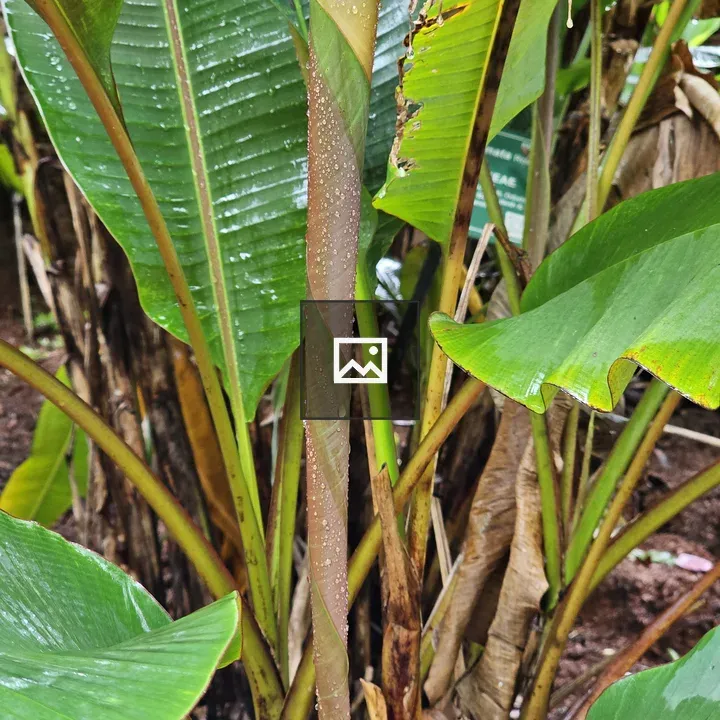 Banana leaf emerging center