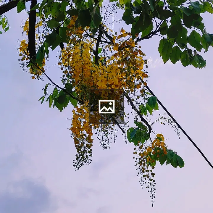 Branch with yellow flowers
