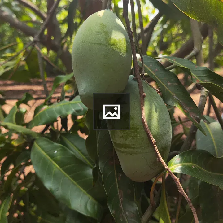 Green Mango on Tree