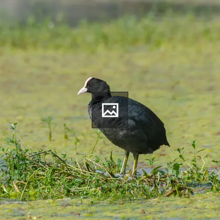 Black Coot on Marshside Vegetation