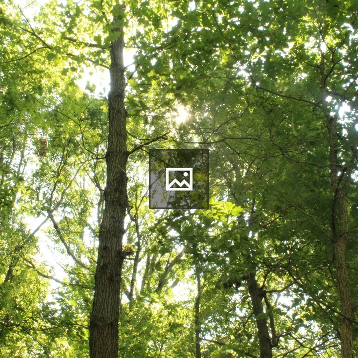Forest sunlight through trees