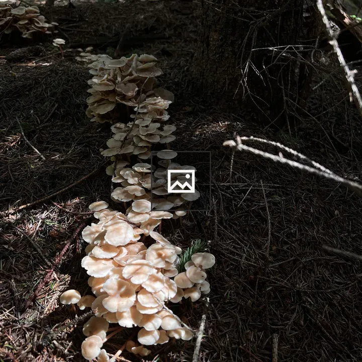 Wild mushrooms in Transylvania
