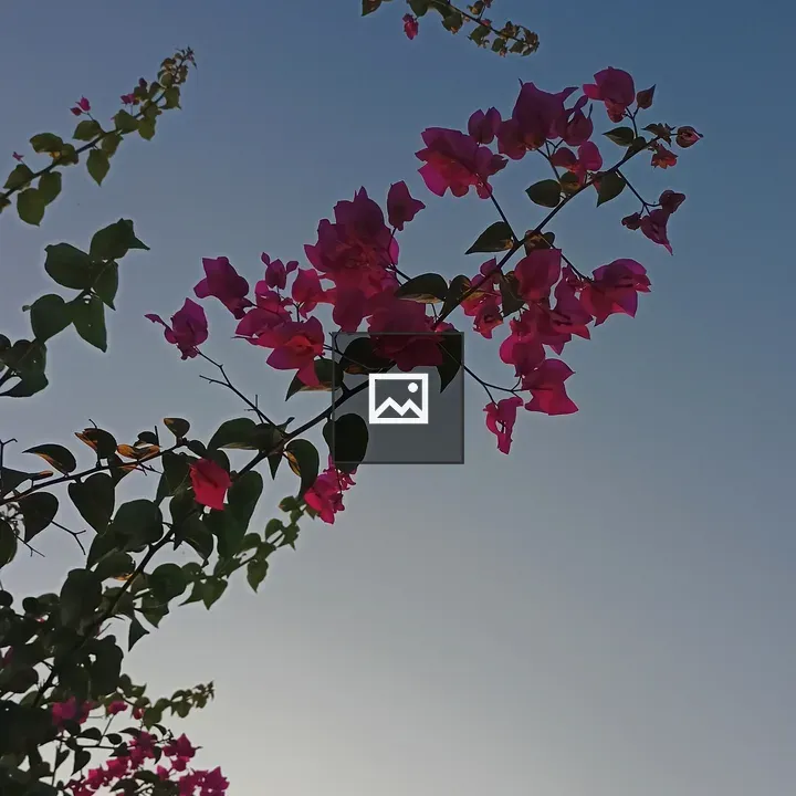 Pink bougainvillea against blue sky