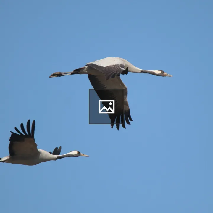 Two Common Cranes in Flight