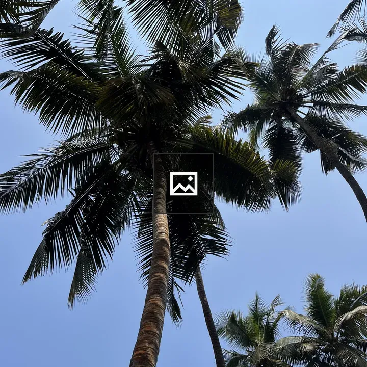 Coconut Trees Against Sky