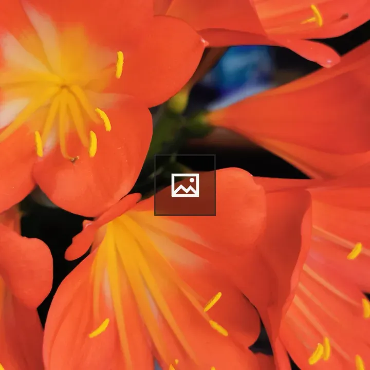 Clivia Flowers