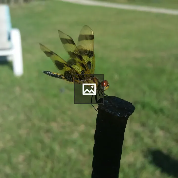 Dragonfly on a Post