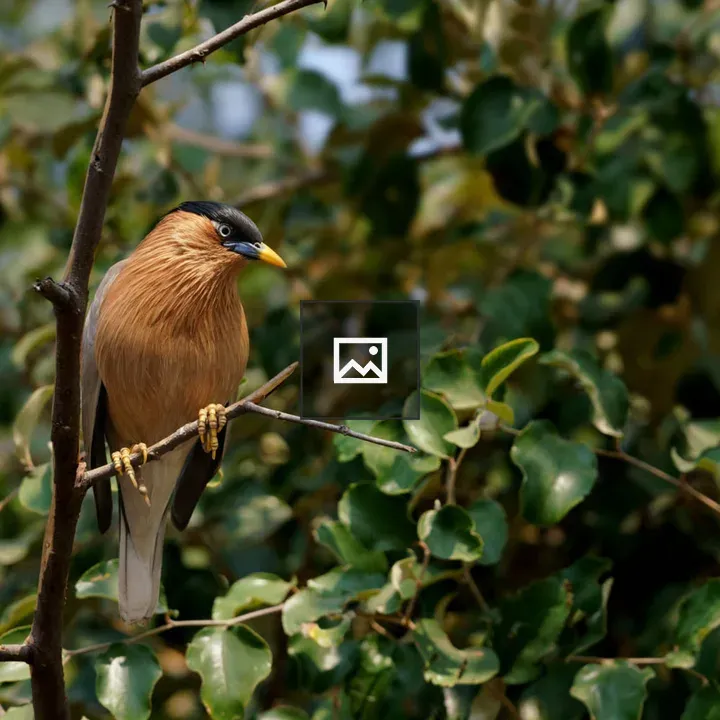 Bird on a Tree Branch