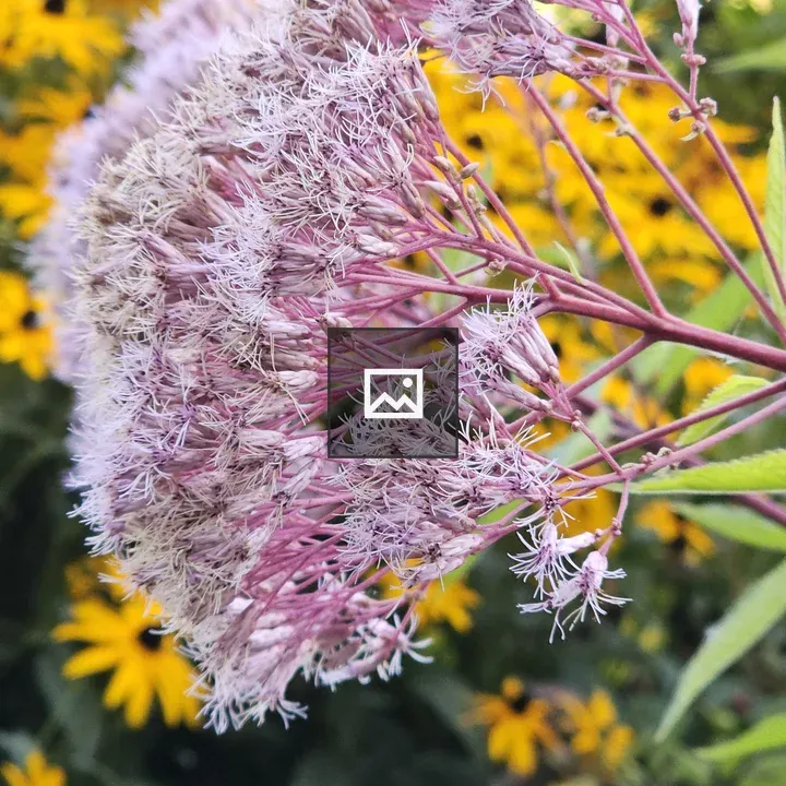 Joe-Pye weed close-up
