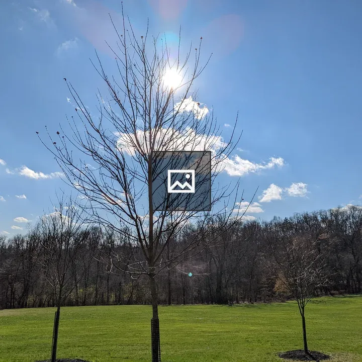 Sun Behind Leafless Tree
