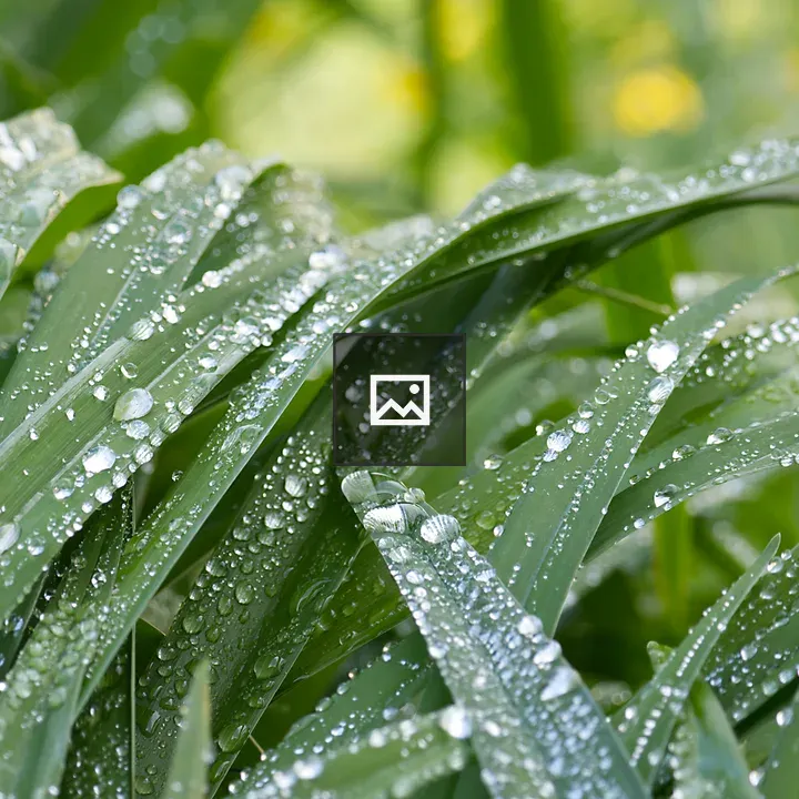 Close-up of daylily leaves with droplets