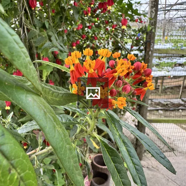 Tropical Flower Cluster in Greenhouse