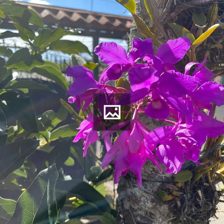 Purple orchids on tree trunk