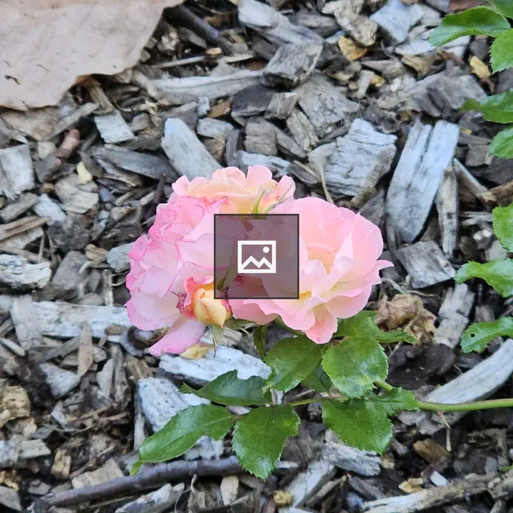 Pink rose cluster near mulch