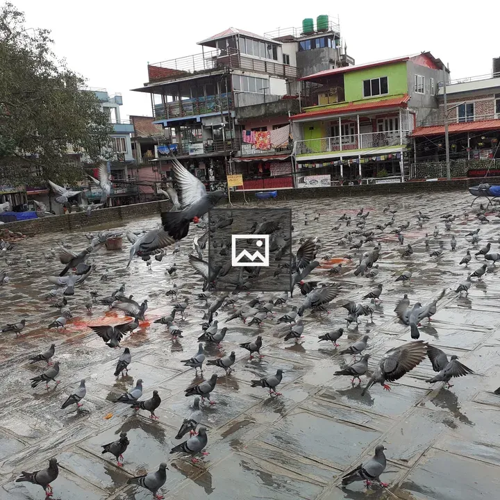 Pigeons on Wet Tile Surface